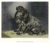 Pet_of_the_Duchess_King_Charles_Spaniel_dog_study_by_Landseer_1878_.jpg